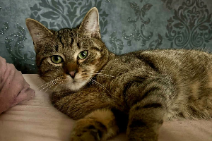 Antos