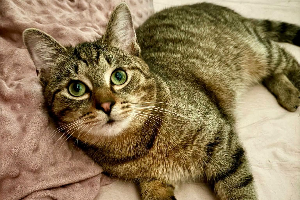 Profile picture of Antos