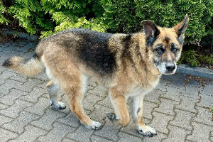 Profile picture of Astor