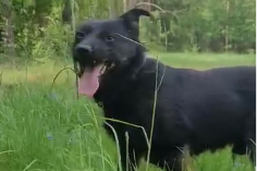 Bakus