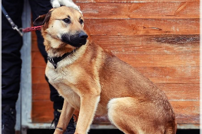 Profile picture of Balu