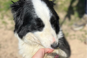 Bella en Borys