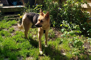 Bella