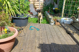 Bella