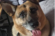 Bennie