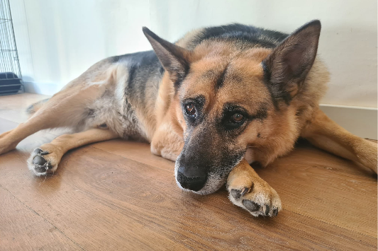 Bennie