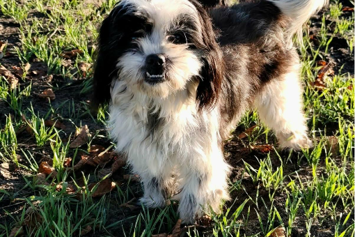 Profile picture of Bibi