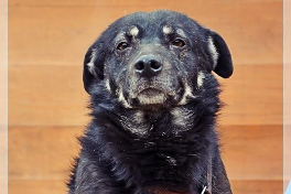 Profile picture of Black