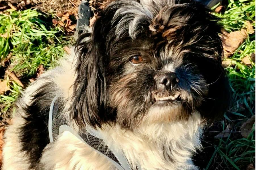 Profile picture of Bobi