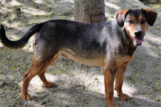 Bojko