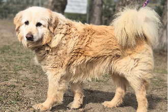 Profile picture of Bomber