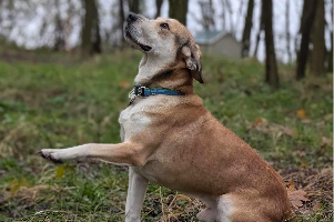 Boyko