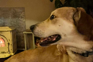 Boyko