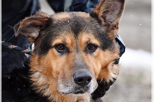Brutus