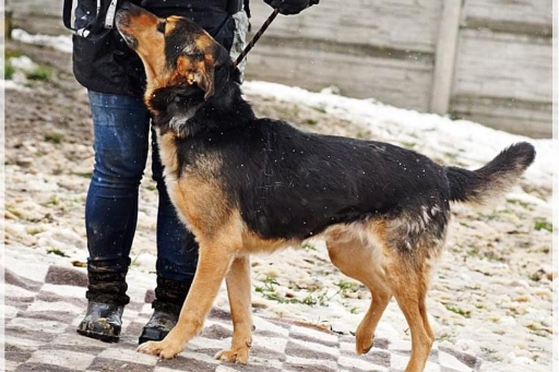 Brutus