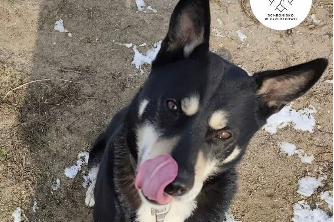 Profile picture of Budrys 2