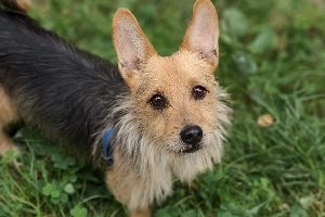 Charlie