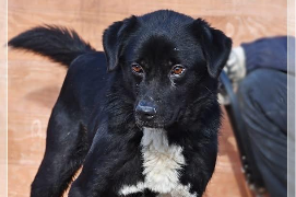 Profile picture of Cypis