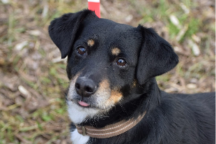 Profile picture of Czako