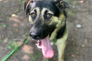 Diego