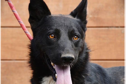 Profile picture of Dorian