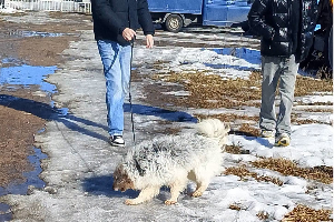 Ferdek