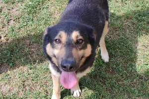 Profile picture of Frodo 2