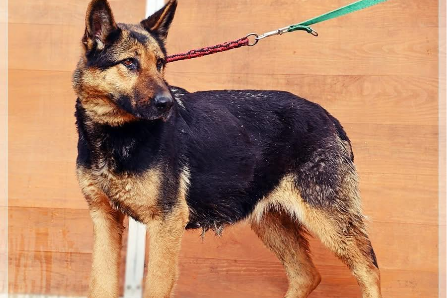 Profile picture of Gerda