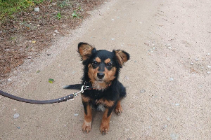 Gina