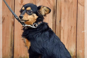 Gina