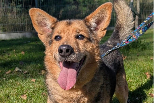 Profile picture of Giner