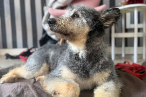 Gizmo