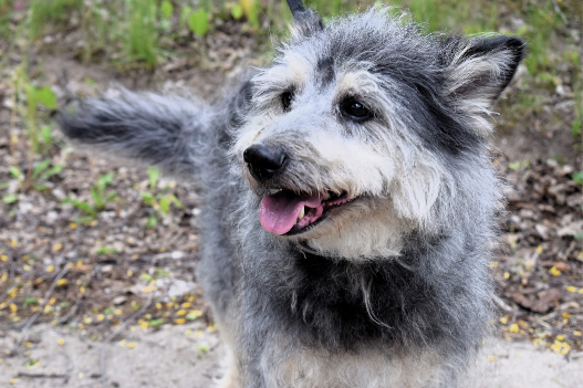 Profile picture of Gizmo