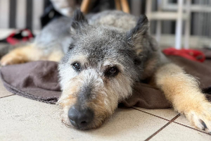 Profile picture of Gizmo