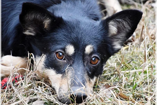 Profile picture of Joko