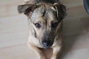 Profile picture of Juno