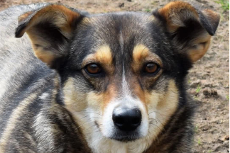Profile picture of Kala