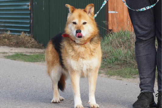 Kania