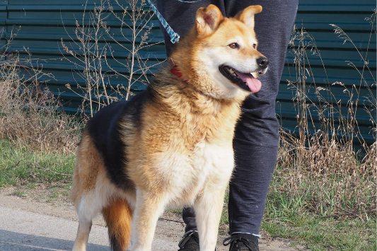 Kania