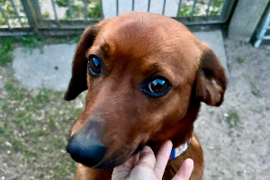 Kira