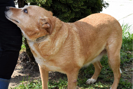 Klara