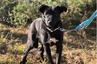 Profile picture of Kosmo