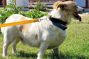 Kosmo