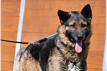 Profile picture of Kozak