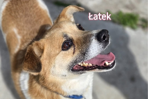 Latek