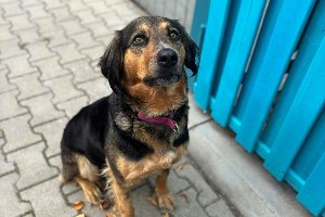 Leyla
