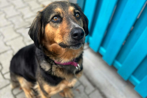 Leyla