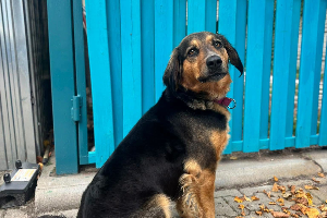 Leyla