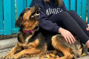 Leyla