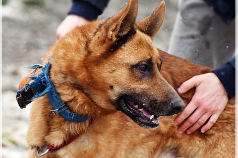 Profile picture of Loki